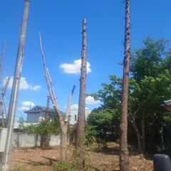 木の伐採出来る方求む！