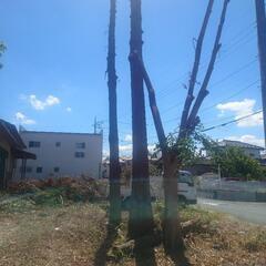 木の伐採出来る方求む！