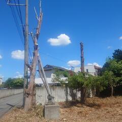 木の伐採出来る方求む！