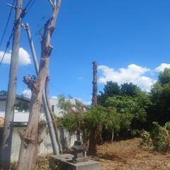 木の伐採出来る方求む！