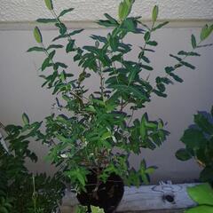 ハクロニキシ　植物　ガーデニング　木