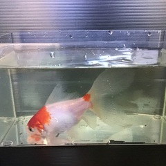 金魚  大きめ 1匹¥200