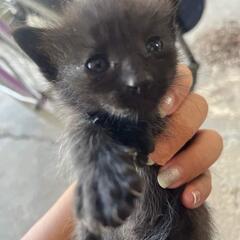 急募子猫たちの里親募集中 − 福島県