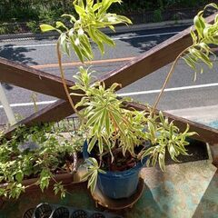 観葉植物　小さめ