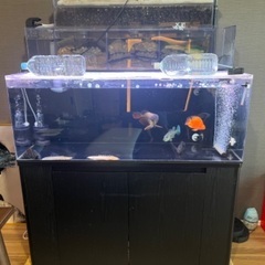 アクリル水槽1200×450×450フルセット アロワナ、その他