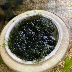 水草　ウィローモス　メダカ　ミナミヌマエビ