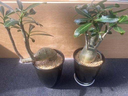 アデニウム　塊根植物　4個