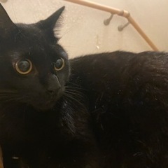 【ﾄﾗｲｱﾙ対応】黒猫 女の子🐈‍⬛ - 横浜市