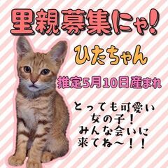 生後3ヶ月半位　元気いっぱいの麦ワラのひたちゃん【8月27日(日...