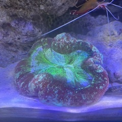 海水魚 ブレインサンゴ