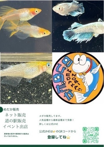【2024年開始】メダカ展示販売のお知らせ