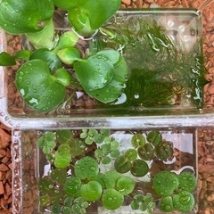 【現在品薄】お値下げ中　５種セット　水草•浮き草【詳細はお問い合...