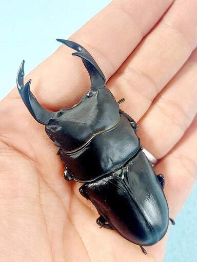 【新成虫】能勢YG血統　オオクワガタ　♂️84.0㍉＋♀️55.0㍉　ペア　◎配送可◎