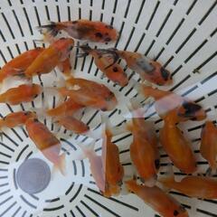 完売　金魚🐟らんちゅう🌷江戸錦🍀の稚魚２０匹＋おまけ数匹