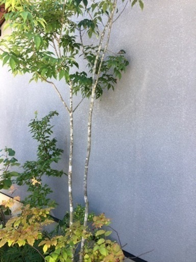 アオダモ3m以上　庭木　植木