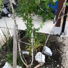 アオダモ2.3m　庭木　植木