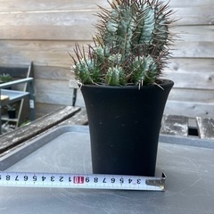 お得　ユーフォルビア　ホリダ　マジョール　子株6株あり