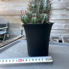 お得　ユーフォルビア　ホリダ　マジョール　子株6株あり