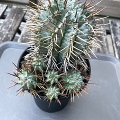 お得　ユーフォルビア　ホリダ　マジョール　子株6株あり