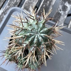 お得　ユーフォルビア　ホリダ　マジョール　子株6株あり