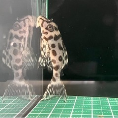 キンペコ(自家産)③