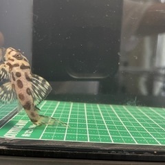 キンペコ(自家産)③