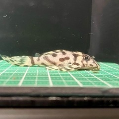 キンペコ(自家産)③