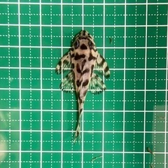 キンペコ(自家産)③