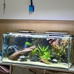 GEX グラステリア 300/600 フレームレス水槽セット