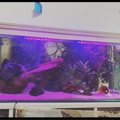 GEX グラステリア 300/600 フレームレス水槽セット