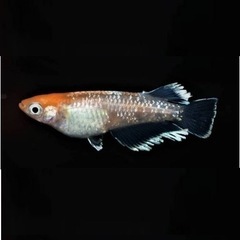 【いまだけ増量】レッドクリフ紅白めだか稚魚、20匹1000円