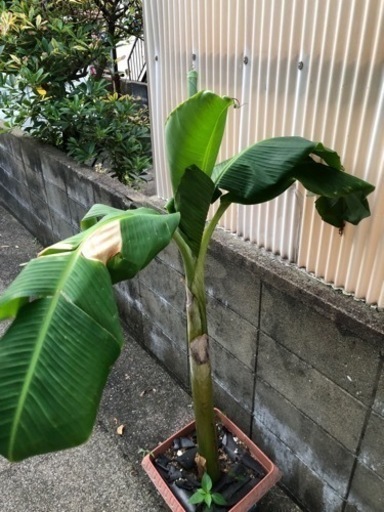 背丈1.2m以上のアイスクリームバナナの鉢植え①