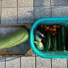 ありがとうございました。新鮮野菜②  今朝収穫　本日限り　家庭菜園
