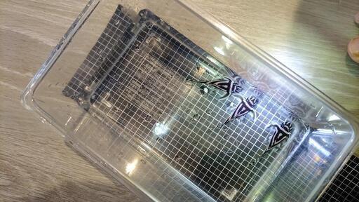 【値下げ！！】インペリアルゼブラプレコ WF1 ３匹セット 45~50mm