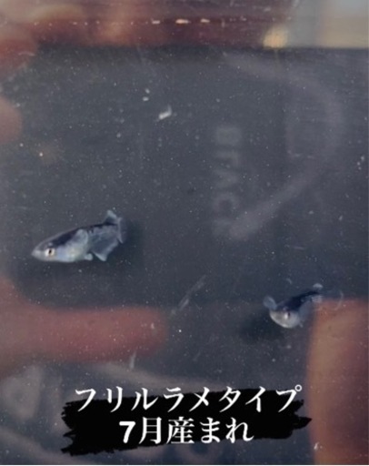 ミッドナイトフリル　ラメタイプ