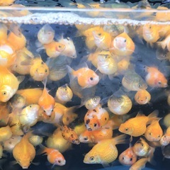 金魚　まん丸　ピンポンパール　チョウチンパール　10匹1000円...