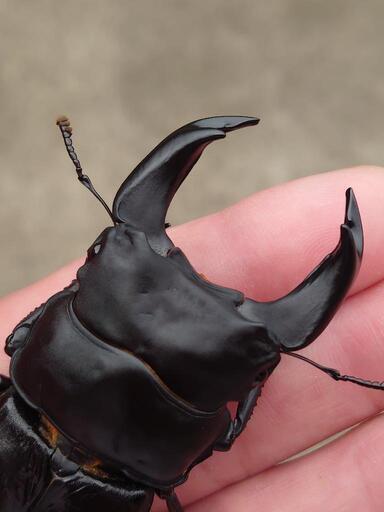 極太オオクワガタ1♂2♀トリオNo41