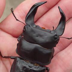 極太ホペイ　ペアーNo1