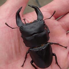 極太ホペイ　ペアーNo1