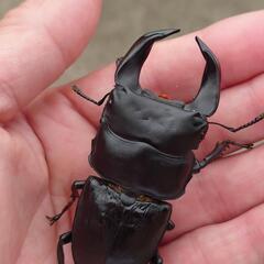 極太ホペイ　ペアーNo1