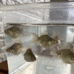 【7匹300円】金魚　オランダ獅子頭　稚魚　