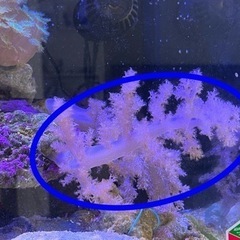 サンゴ トサカ ピンク 海水魚①