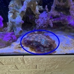 サンゴ ハードコーラル  海水魚