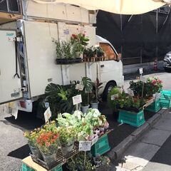 安く花売ります！ご来店よろしくお願いします。