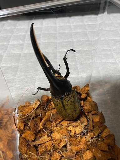 ヘラクレスオオカブト成虫　オス（150〜155mm）、メス（65mm〜70mm ）ペアセット