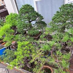 黒松、五葉松、錦松、欅盆栽