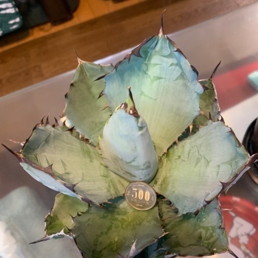 洋８K３ユニット追い焚き付前九年 洋8K3ユニット追い焚き付前九年