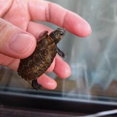 🐢カメの赤ちゃん里親募集🐢