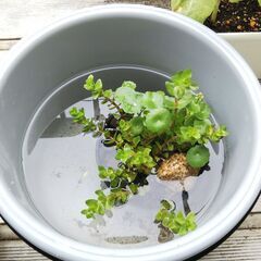 メダカの鉢にも入れられる水辺植物（ビオトープ）・土・肥料