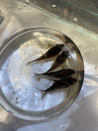 レア種　コリドラス　スーパーパラレルス4匹　熱帯魚
